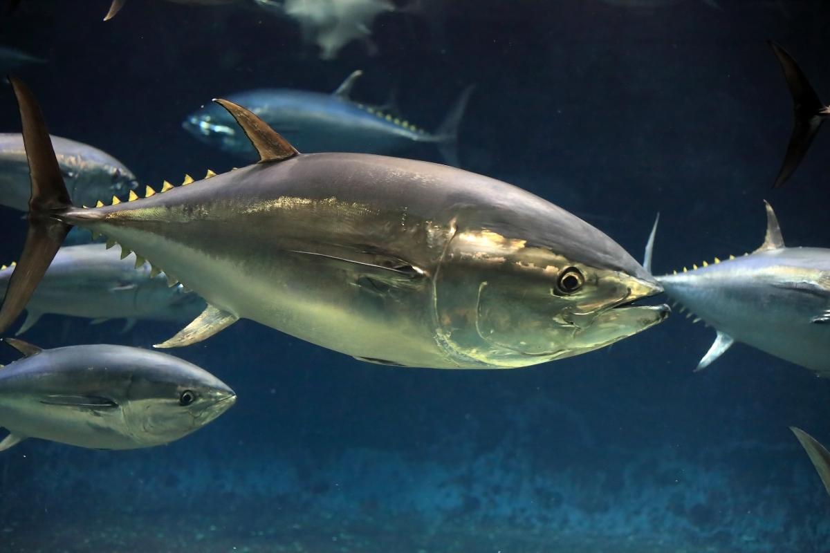Pacific Bluefin Tuna Sourcing Transparency Platform